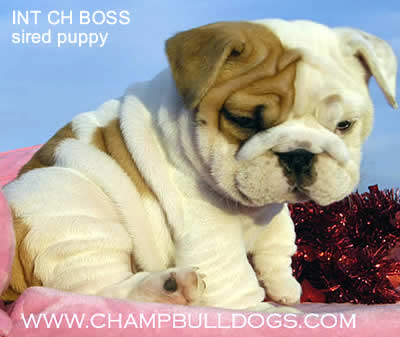 English Bulldog puppies